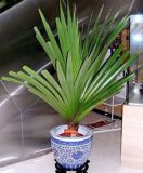 时来运转 